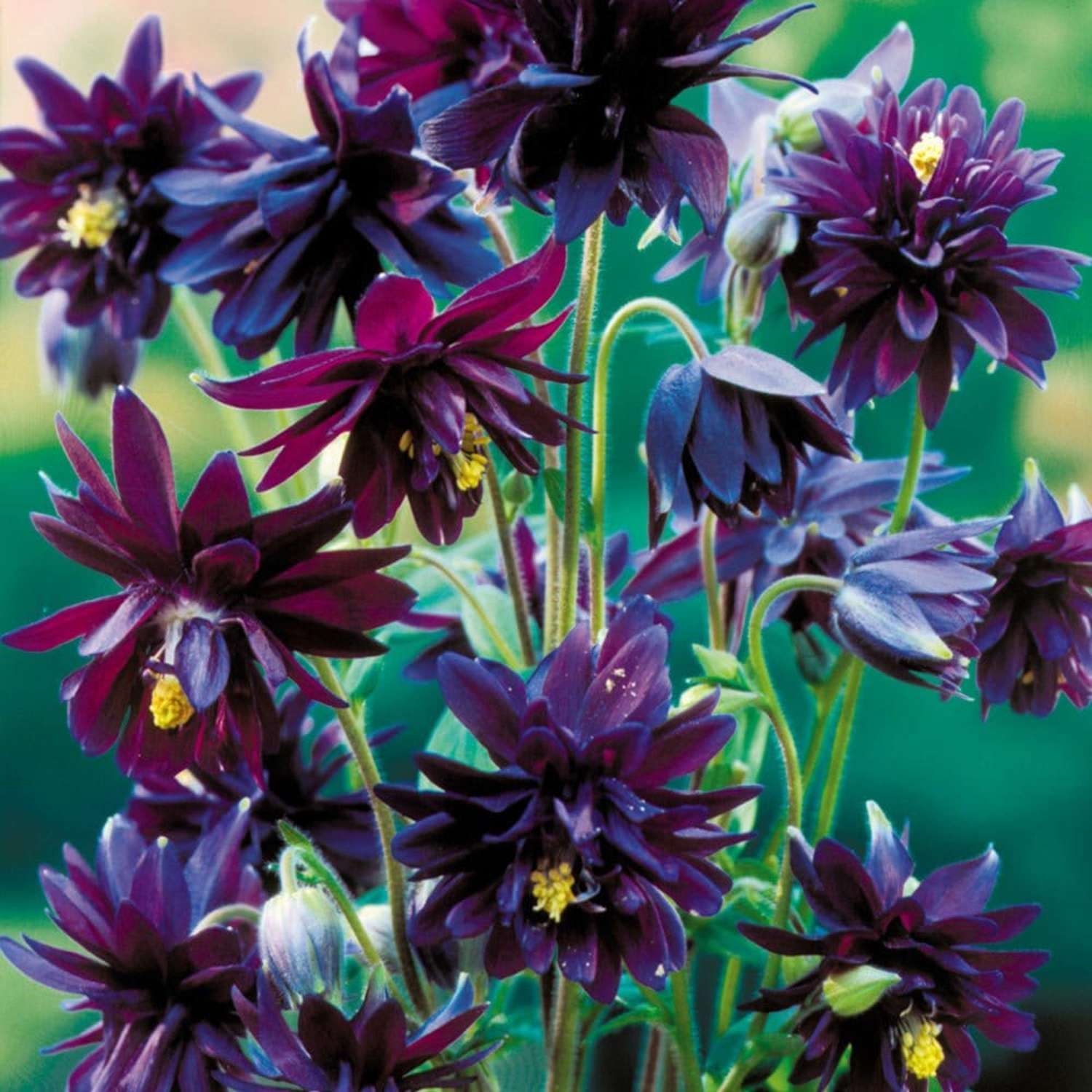 Akileija ‘Black Barlow’